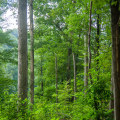 Sustainable Celebrations in Central Kentucky