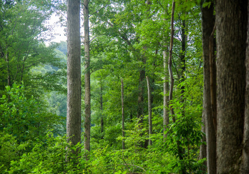 Sustainable Celebrations in Central Kentucky